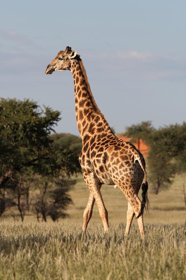 Camelthorn Kalahari Lodge Hoachanas 외부 사진