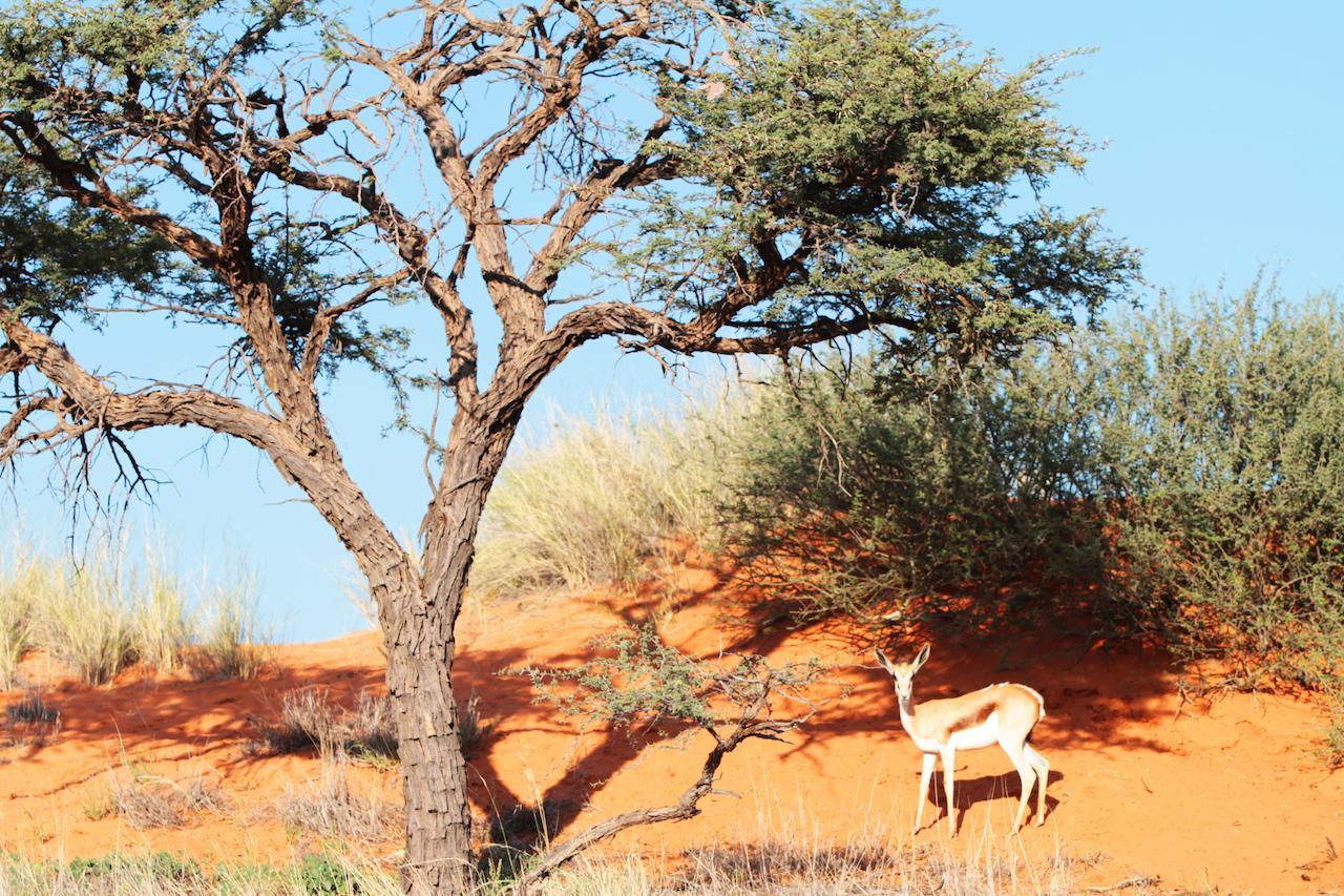 Camelthorn Kalahari Lodge Hoachanas 외부 사진